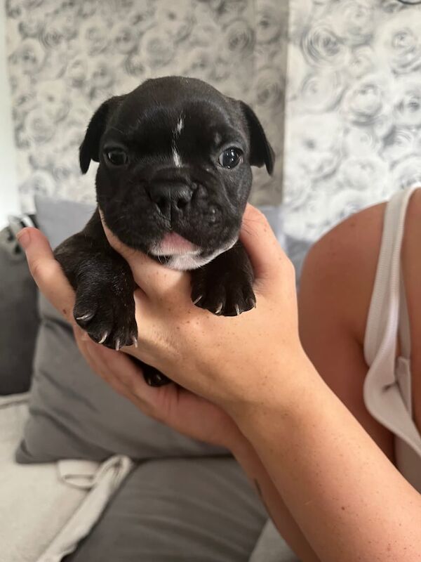 French Bulldog puppies for sale in Ely, Cambridgeshire – 6 weeks old