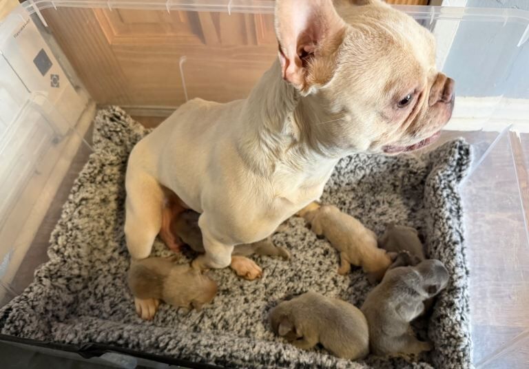 French Bulldog puppies for sale in Enniskillen, County Fermanagh – KC registered, 6 days old