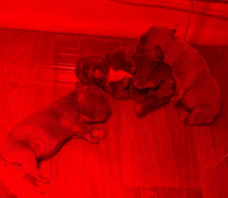 French Bulldog puppies for sale in Enniskillen, County Fermanagh – KC registered, 1 week old - Image 2 of 5