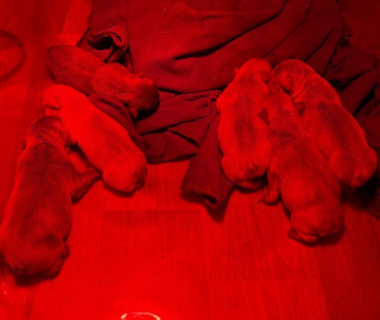 French Bulldog puppies for sale in Enniskillen, County Fermanagh – KC registered, 1 week old - Image 3 of 5