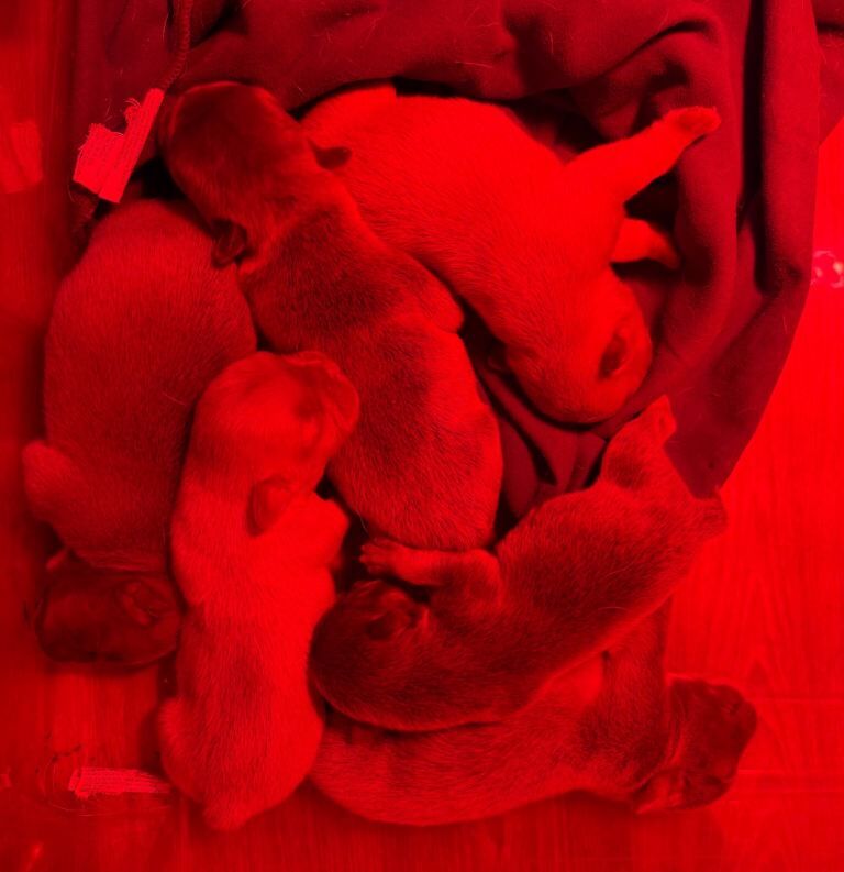 French Bulldog puppies for sale in Enniskillen, County Fermanagh – KC registered, 1 week old - Image 4 of 5