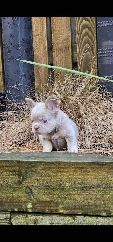 French Bulldog puppies for sale in Rochdale, Greater Manchester – KC registered, 8 weeks old