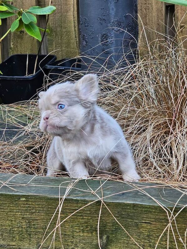 French Bulldog puppies for sale in Rochdale, Greater Manchester – KC registered, 10 weeks old - Image 2 of 3