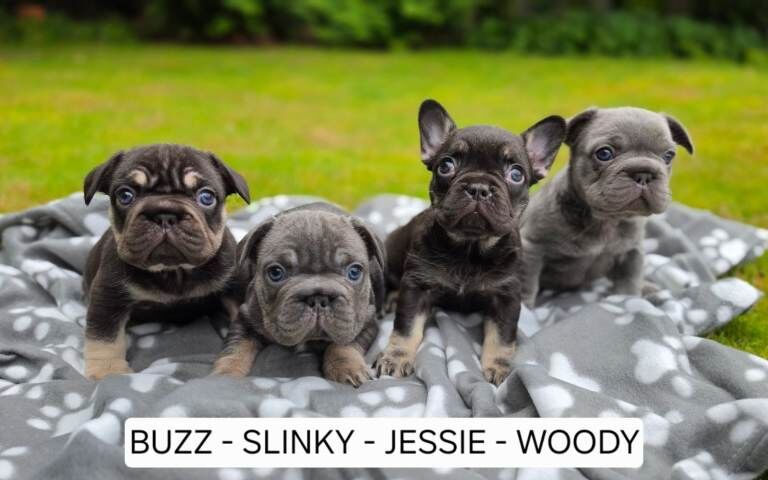 French Bulldog Pups. Ready now.