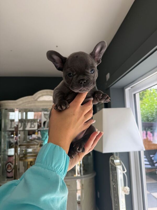 French bulldog pups, ready to go.