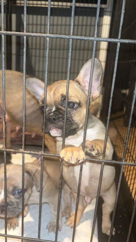 French Bulldog puppies for sale in Dundee, City of Dundee – 8 weeks old - Image 2 of 3