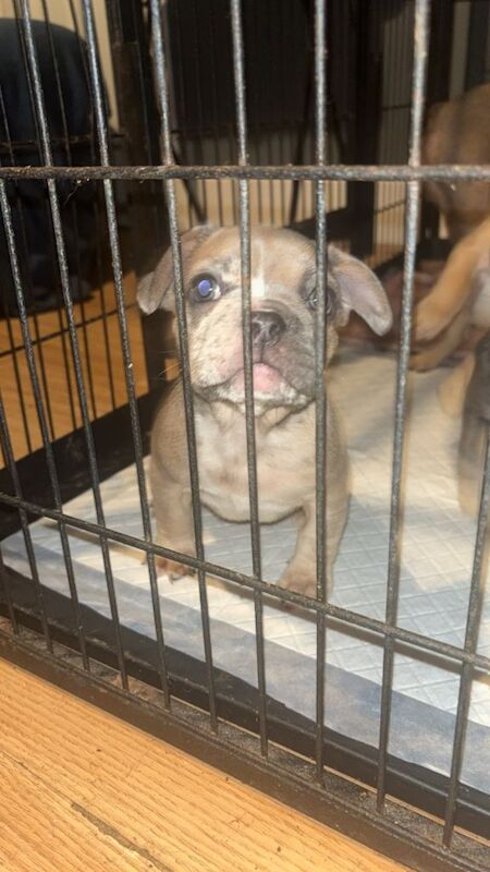 French Bulldog puppies for sale in Dundee, City of Dundee – 8 weeks old - Image 3 of 3