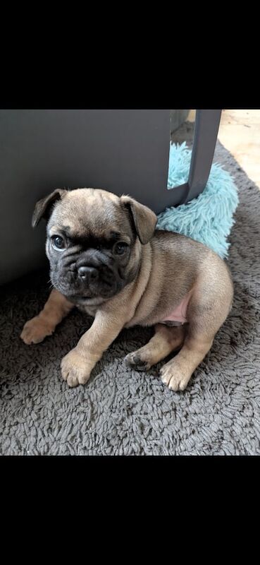 French Bulldog puppies for sale in Lincoln, Lincolnshire – 6 weeks old