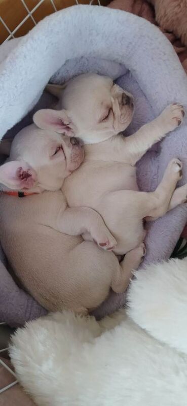 French bulldog pure bred puppies for sale