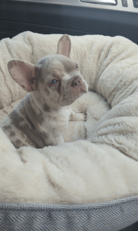French Bulldog puppies for sale in Sandwell, West Midlands – 8 weeks old