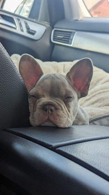 French Bulldog puppies for sale in Sandwell, West Midlands – 10 weeks old - Image 2 of 3
