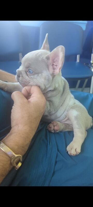 French Bulldog puppies for sale in Sandwell, West Midlands – 10 weeks old - Image 3 of 3