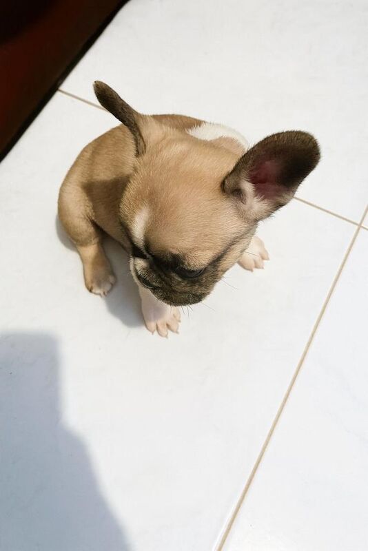 French bulldog ready now - Image 2 of 3