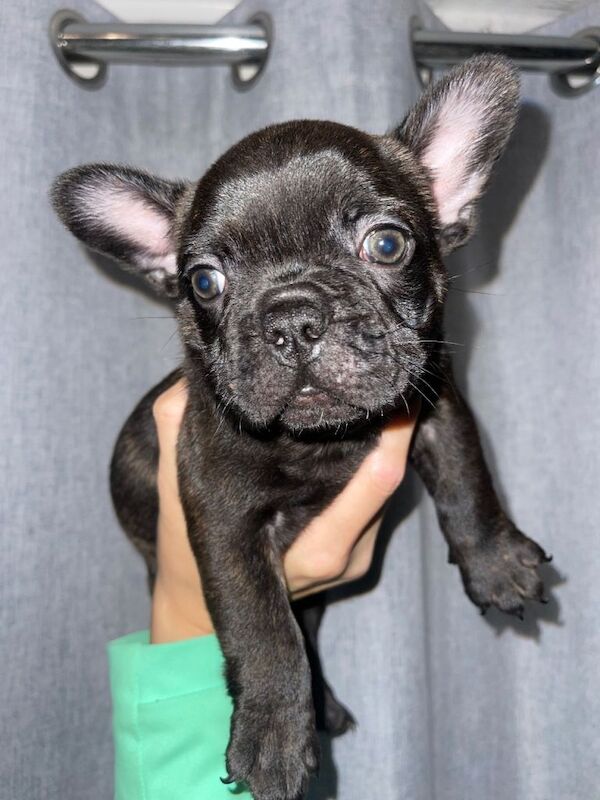 French Bulldog puppies for sale in Poole, Dorset – 8 weeks old