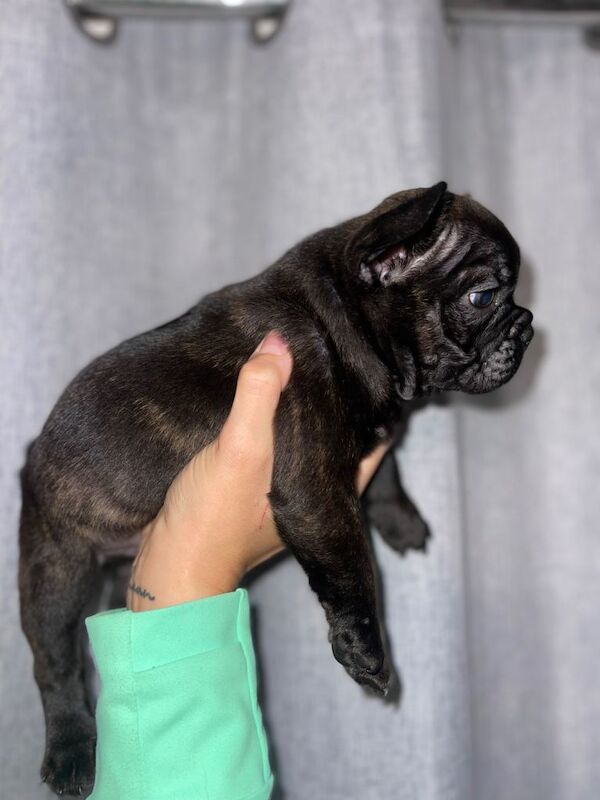 French Bulldog puppies for sale in Poole, Dorset – 8 weeks old - Image 3 of 4