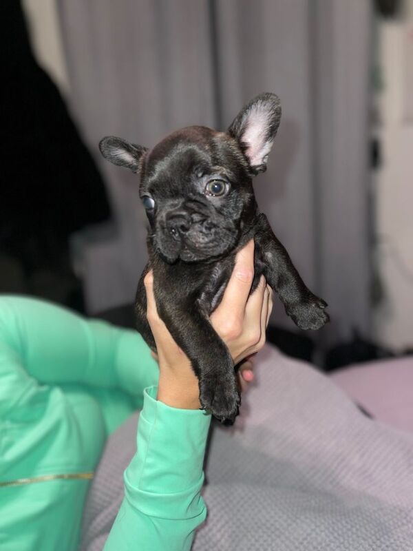 French Bulldog puppies for sale in Poole, Dorset – 8 weeks old - Image 4 of 4