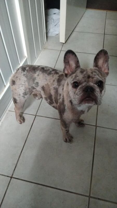 French bulldog rehome - Image 2 of 5