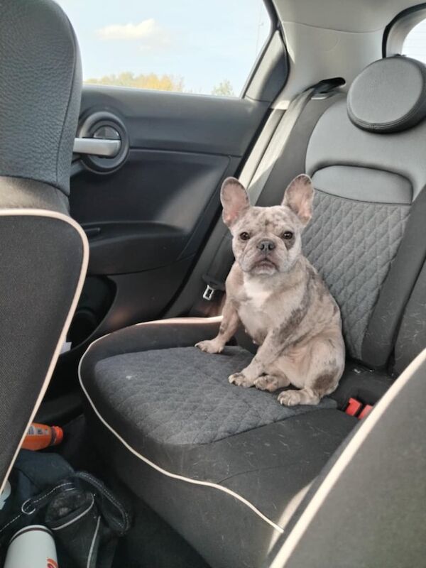 French bulldog rehome - Image 3 of 5