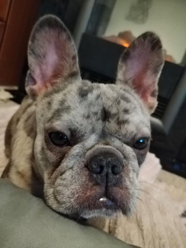 French bulldog rehome - Image 4 of 5