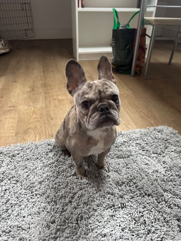 French bulldog rehome - Image 5 of 5