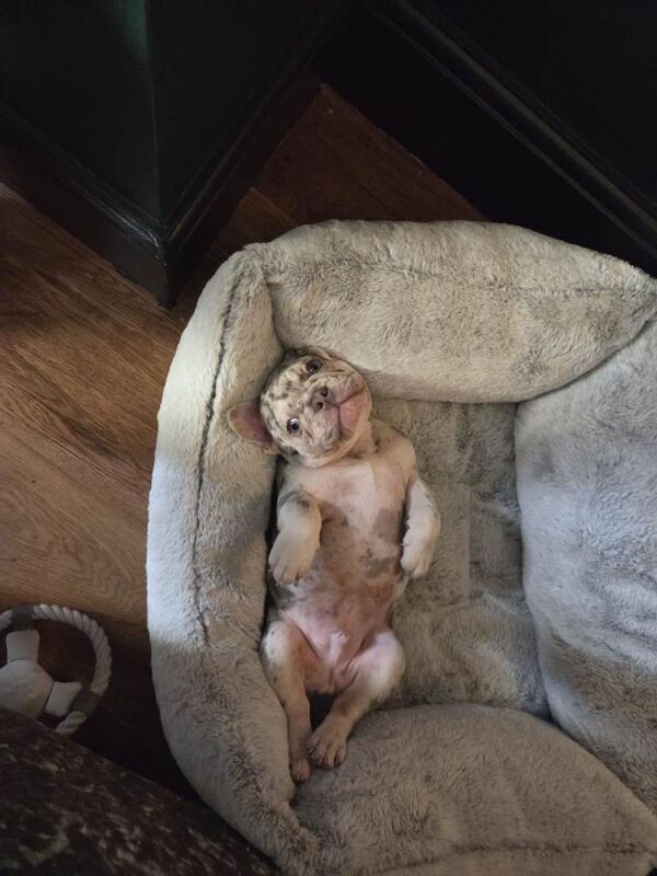 French Bulldog (Rex) - Image 2 of 4