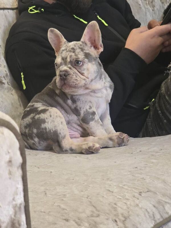French Bulldog (Rex) - Image 3 of 4
