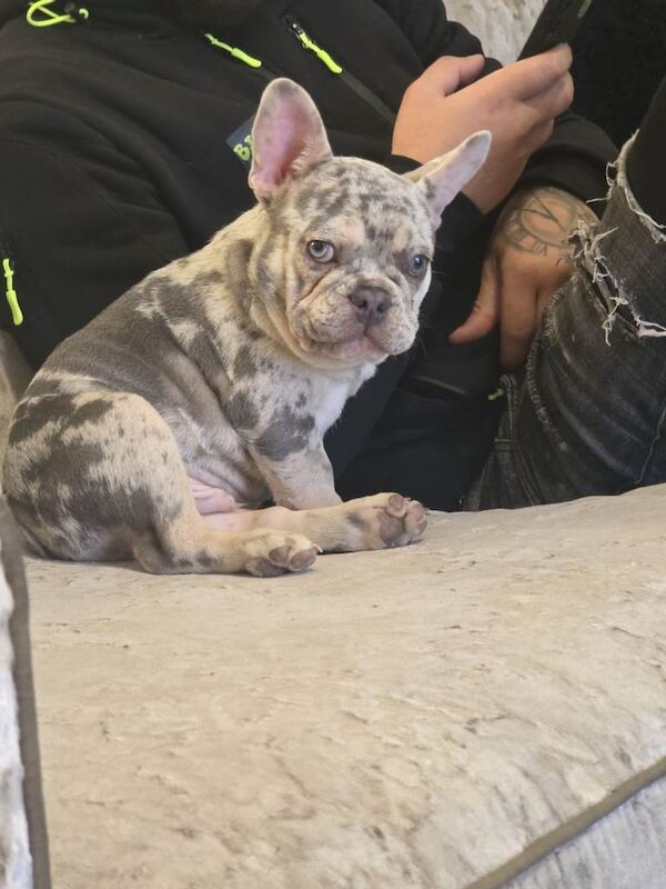 French Bulldog (Rex) - Image 4 of 4