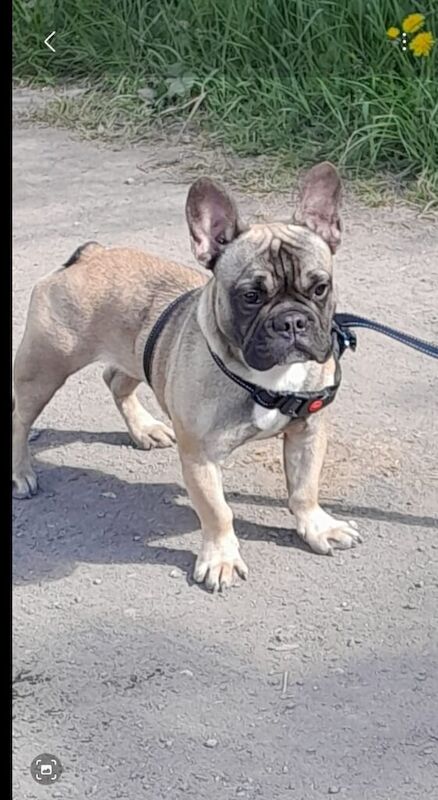French Bulldog puppies for sale in Bradford, West Yorkshire – 9 months old