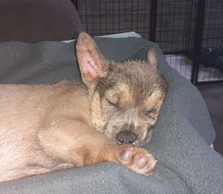 French Bulldog puppies for sale in County Antrim – 9 weeks old