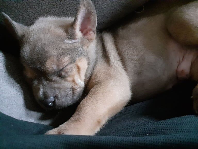 French Bulldog puppies for sale in County Antrim – 9 weeks old - Image 2 of 3