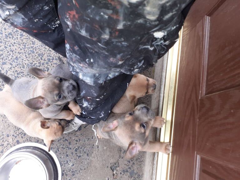 French Bulldog puppies for sale in County Antrim – 9 weeks old - Image 3 of 3