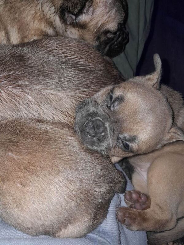 French Bulldog puppies for sale in County Antrim – 7 weeks old