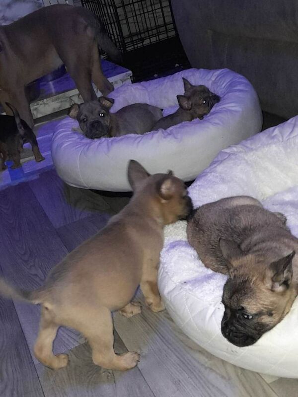 French Bulldog puppies for sale in County Antrim β 7 weeks old