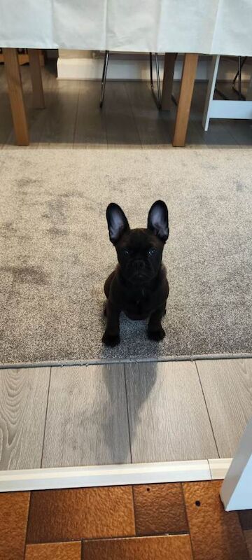 French bulldog x - Image 2 of 3