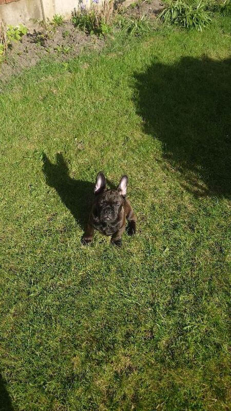 French bulldog x - Image 3 of 3