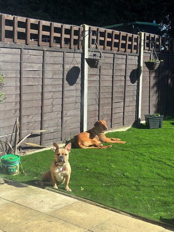 French bulldog x - Image 2 of 3