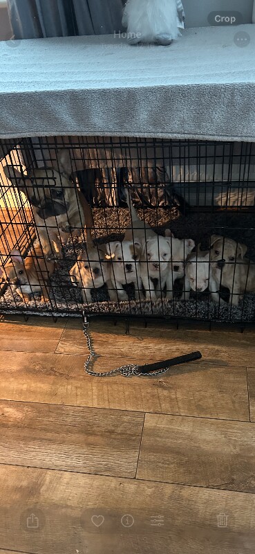 French Bulldog puppies for sale in Leighton Buzzard, Bedfordshire – 8 weeks old