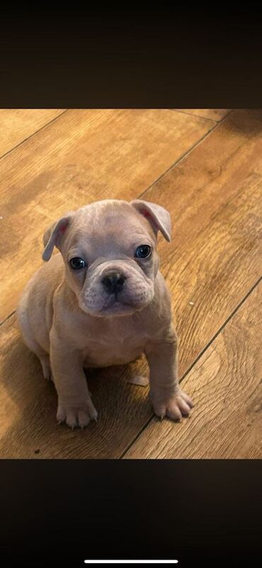 French Bulldog puppies for sale in Leighton Buzzard, Bedfordshire – 8 weeks old - Image 2 of 6