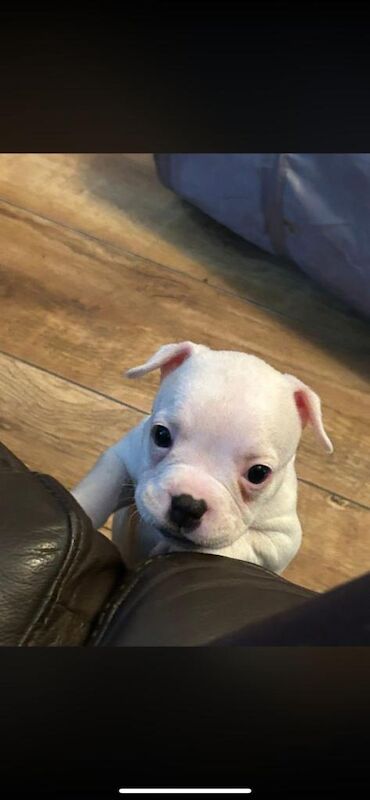 French Bulldog puppies for sale in Leighton Buzzard, Bedfordshire – 8 weeks old - Image 4 of 6