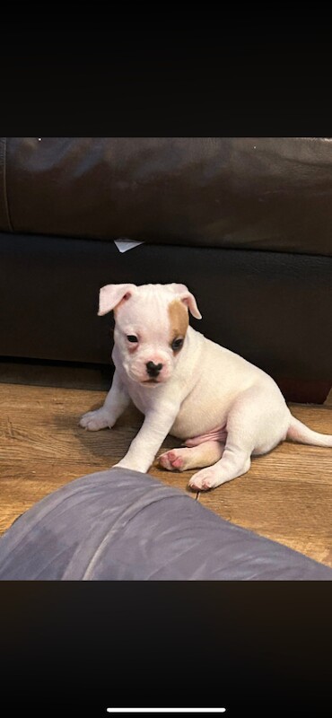 French Bulldog puppies for sale in Leighton Buzzard, Bedfordshire – 8 weeks old - Image 6 of 6