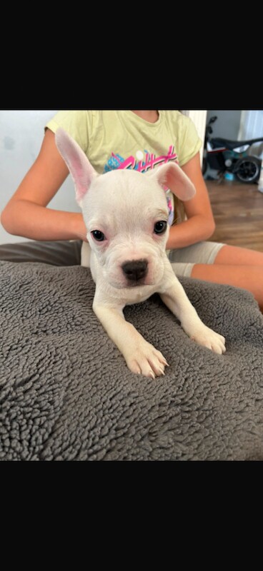 French bulldog X America bulldog puppy’s
