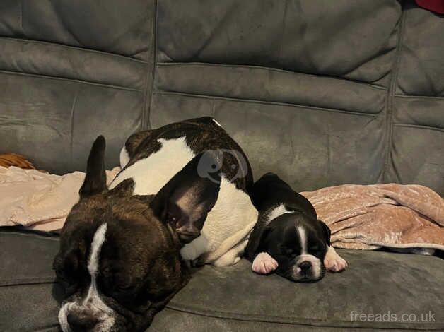 French Bulldog puppies for sale in Ilkeston, Derbyshire – 1 year old - Image 2 of 5