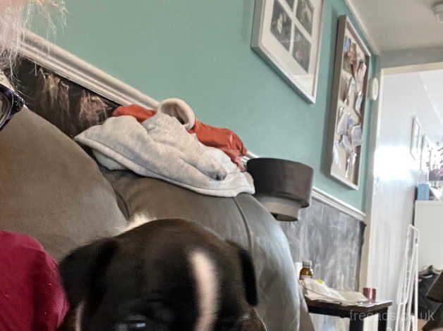 French Bulldog puppies for sale in Ilkeston, Derbyshire – 1 year old - Image 3 of 5