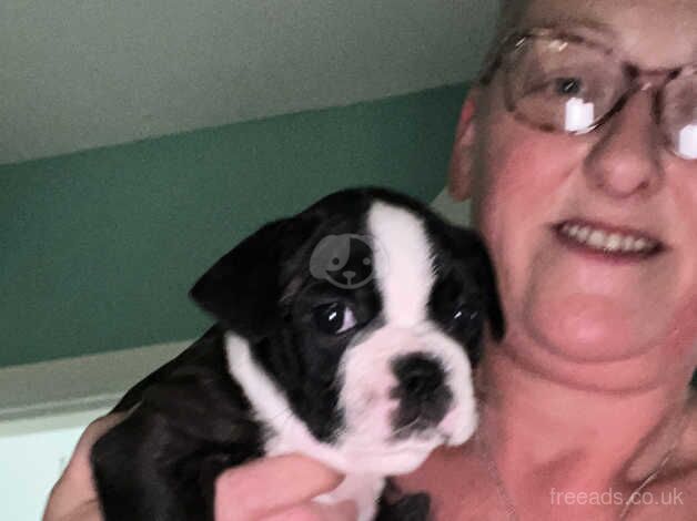 French Bulldog puppies for sale in Ilkeston, Derbyshire – 1 year old - Image 4 of 5