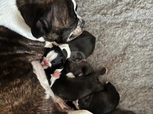 French Bulldog puppies for sale in Ilkeston, Derbyshire – 1 year old - Image 5 of 5