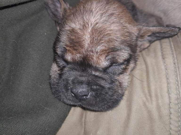 French Bulldog puppies for sale in County Antrim – 3 months old