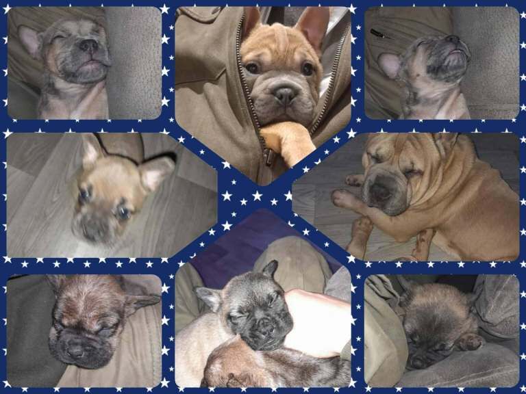 French bulldog x chow chow - Image 2 of 5