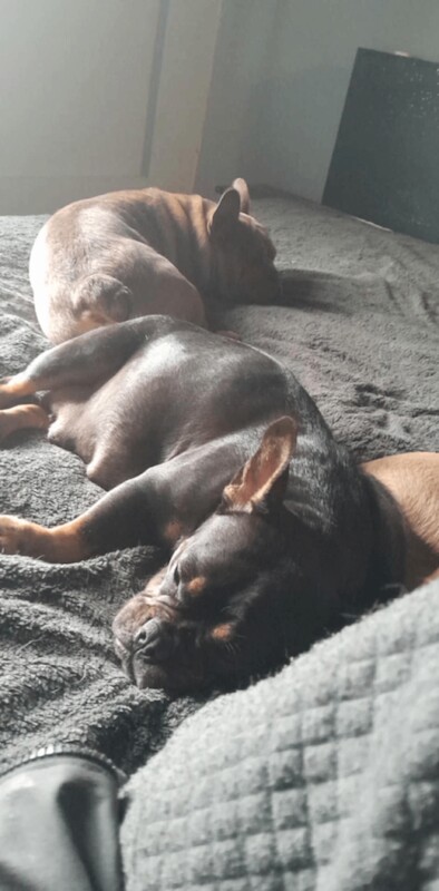 French bulldog x chow chow - Image 3 of 5