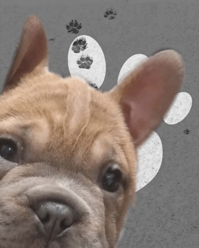 French bulldog x chow chow - Image 4 of 5