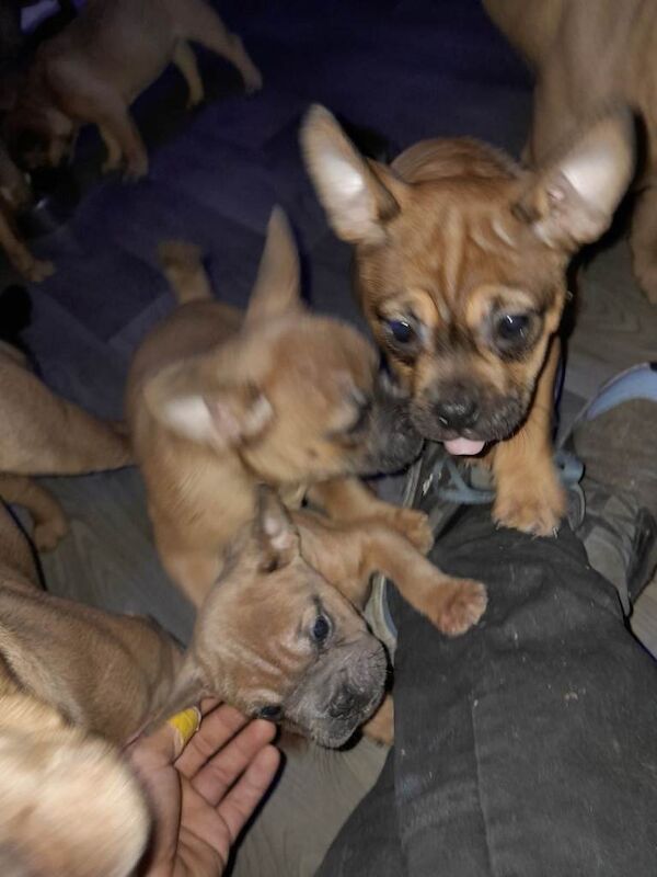 French bulldog x chow chow - Image 5 of 5